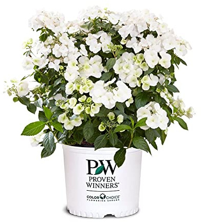 Proven Winners 2 Gal. Fairytrail Bride Hydrangea Shrub