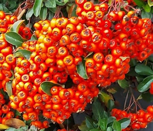 Las semillas de espino de fuego se utilizan como alimento de invierno para los pájaros, excelente decoración para el otoño y