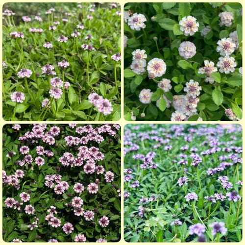 Semi di Phyla nodiflora, semi di verbena tappeto, selvatiche giardino di regali sostenibili per le donne Le perenni sono 200pcs