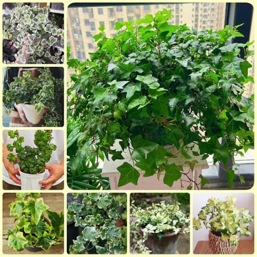 semi di edera, Decorazione del soggiorno rare Semi di edera a crescita rapida - rampicante da parete decorative sospese 400pcs