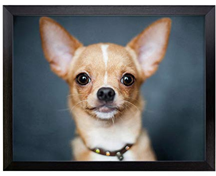 Lap Tray with Cushion | Chihuahua Dog (2) | Padded Bean Bag Cushion | For Eating, Working, Crafting, Laptop | Portable Table Desk