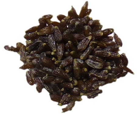 Estragon de Russie NT - Artemisia Dracunculus - SEM27