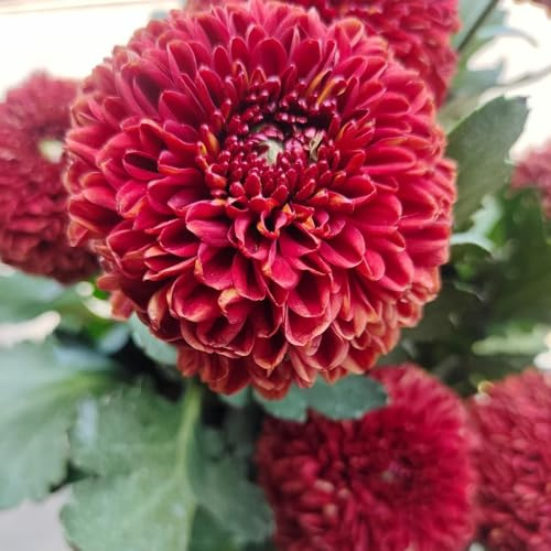 pompon mamma, schnittblumen gartenblumen, kräuterpflanzen winterharte kübelpflanzen hochbeet topfpflanzen seltene wohnzimmer deko 100samen