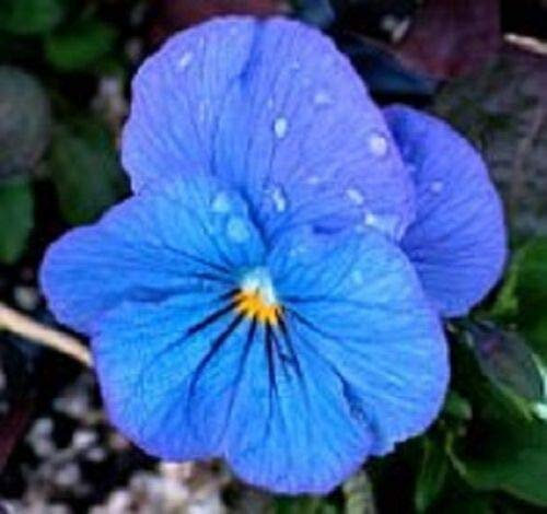 30+ Viola Cornuta Blue Perfection/Graines de fleurs vivaces