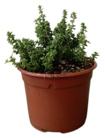 Planta de Tomillo Natural Hierba Resistente con Aroma Intenso