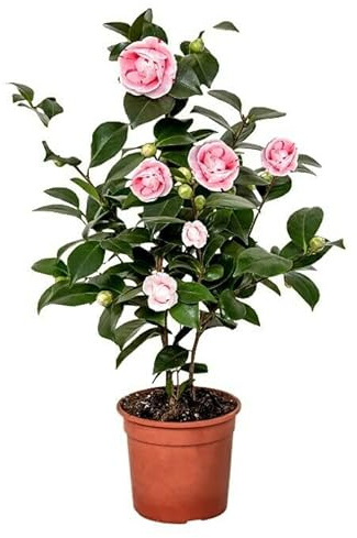 Camelia Japonica Una Planta Natural para Enamorarse