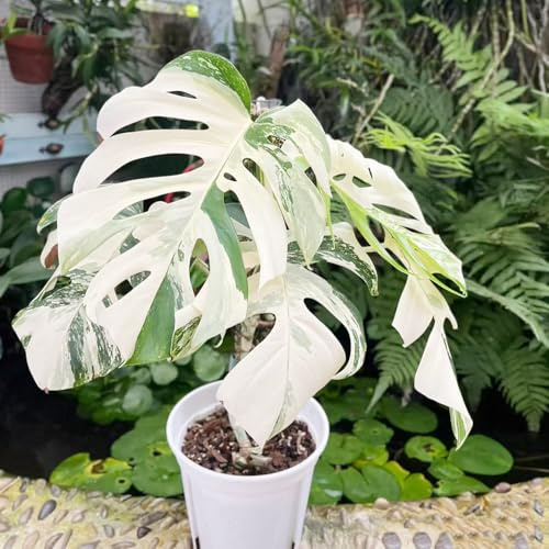 semillas de monstera interior exóticas Jardín resistentes 100pcs