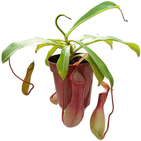 Nepenthes X Ventrata - sehr schöne Kannenpflanze - faszinierende fleischfressende Pflanze, welche als Einsteiger Karnivore geeignet ist
