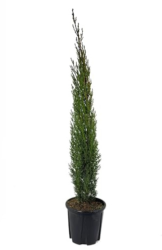24 Stück Cupressus sempervierens 'Totem' 20-25cm von Intragarten | Säulenzypresse | Toskanische Zypresse | winterhart und immergrün im 9cm Topf