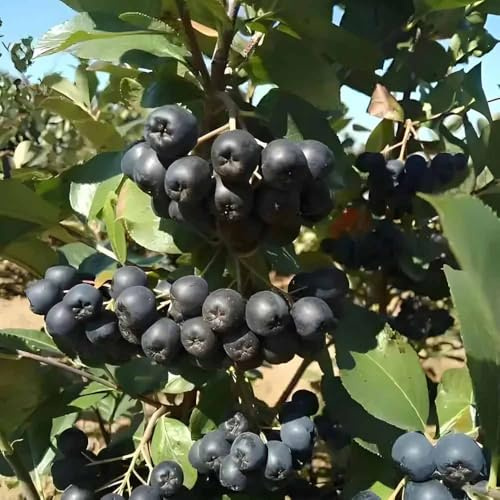 Bayas de aronia orgánicas - semillas espaldera jardín techo verde columnar resistente 400pcs
