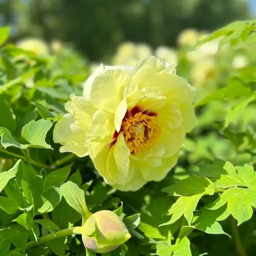 pfingstrosen wildblumen balkonblumen pflanzensamen exotisch schmetterlingsflieder büropflanzen bodendecker winterhart mehrjährig frühlingsblumen blumensaat balkongewächshäuser 400samen
