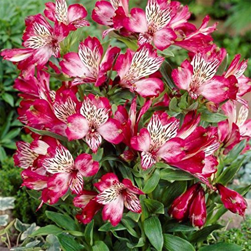 Display08-100 Semillas de Lirio de alstroemeria para decoración de jardín