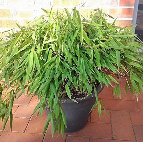 Mini Bambus Luca 40-50cm - Fargesia murielae - lebende Gartenpflanze aus den Baumschulen