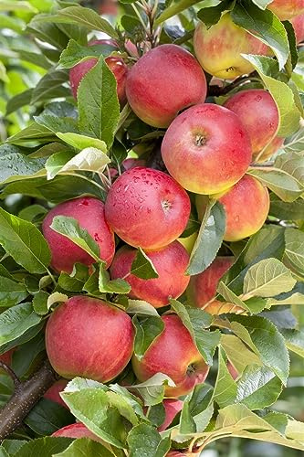 Malus domestica 'Elstar' 40 cm Stammhöhe – Winterhart, Mehrjährig – Apfelbaum – Obstbaum für Garten & Obstgarten