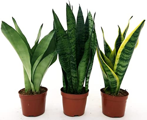 POWERS TO FLOWERS - SANSEVERIA TRIS, LAURENTII e ZEYLANICA e SILVER LUNA, VASO 11CM, piante vere