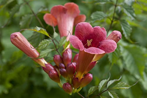 Trompetenblume Campsis radicans Stromboli 40-60 cm winterhart | Sonniger Standort, orange-rote Blueten, schnellwachsend, ideal fuer Zaun und Mauer, robust, bienenfreundlich