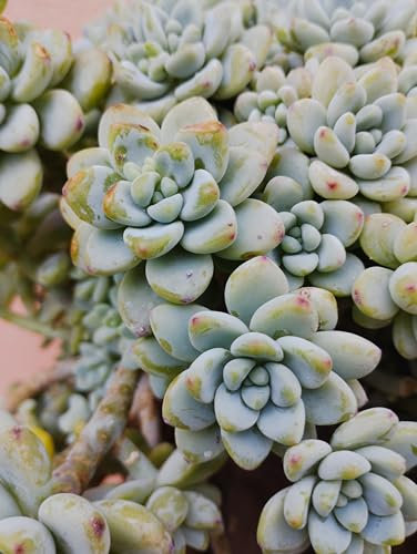 sedum clavatum pianta grassa a forma di rosa succulenta rara da collezione vaso Ø 10 cm