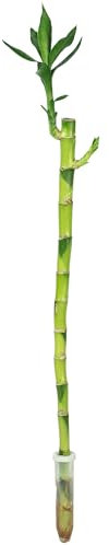 Glücksbambus 'Lucky Bamboo' gerader Stengel, im Röhrchen - pflegeleichte Zimmerpflanze, Dracaena Sanderiana - Höhe ca. 50 cm, Topf-Ø 5 cm
