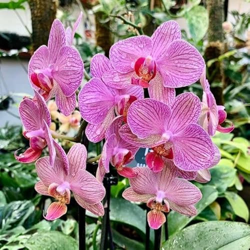 100pcs graines de fleurs d'orchidée Phalaenopsis rose