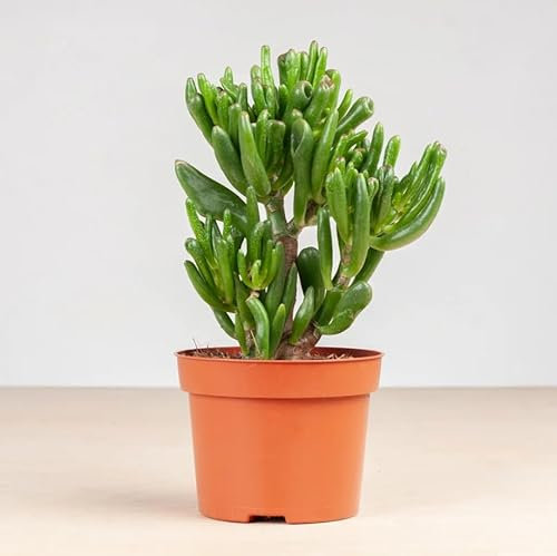 Crassula Ovata Hobbit Albero di Giada Albero dei Soldi pianta grassa in vaso ø14 cm Vivaio di Castelletto