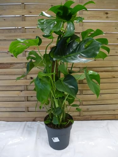 [Palmenlager] XL Monstera pertusum - Fensterblatt 100-110 cm - Topf Ø 27 cm // Zimmerpflanze mit großen Blättern