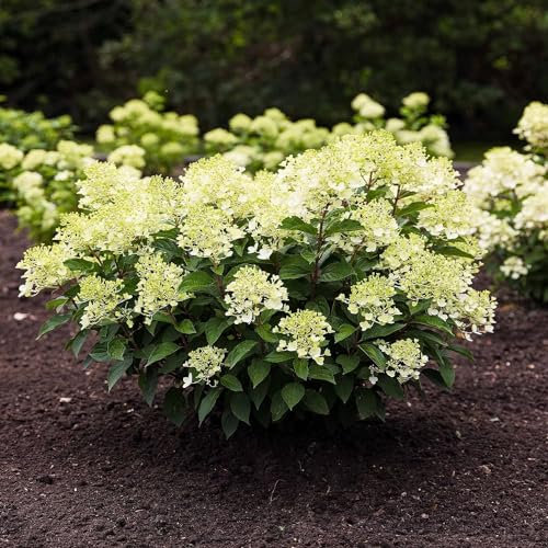 Hortensia à Planter - Hydrangea Paniculata Milk and Honey - 2 Plantes - Plantes Vivaces Exterieur - Rustique - Naturelle Plantes de Hollande - Pour le jardin et le pot (pas de graines)