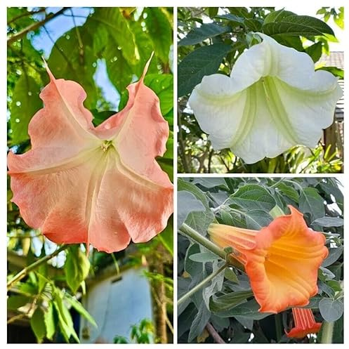 Fröblandning av änglatrumpet – Brugmansia suaveolens 5+ frön V 195