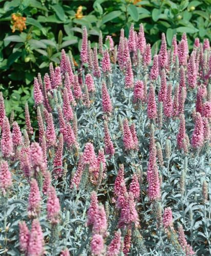 Veronica spicata 'Erika' ca. 9x9 cm Topf - Ähriger Ehrenpreis, rosa Blüten, Blütezeit Juni-August, ideal für Rabatten, bienenfreundlich, pflegeleicht