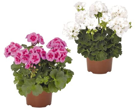 Plantas con Flor para Terraza o Jardín Pack de 2 Geranios Flores de Colores