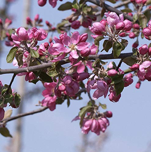 Hochstamm Zierapfelbaum Pom Pom 80-100cm - Malus Hybride - lebende Gartenpflanze aus den Baumschulen
