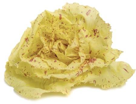 Sachet de graines de Chicorée À Large Feuille Variégata Di Castel Franco- Les Graines Bocquet