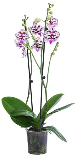 Dehner Schmetterlingsorchidee Signature Speechless Elegance, Phalaenopsis cultivars, zweitriebig, weiß-pinke Blüten, Ø Topf 12 cm, Zimmerpflanze