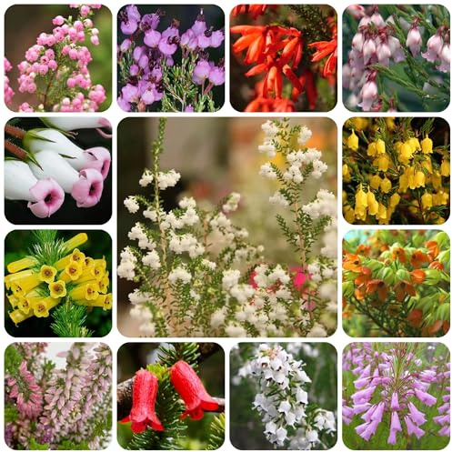 brezo de jardín de semillas brezo ornamentales lugares soleados semillas silvestres sombra primavera, resistentes en 350semillas