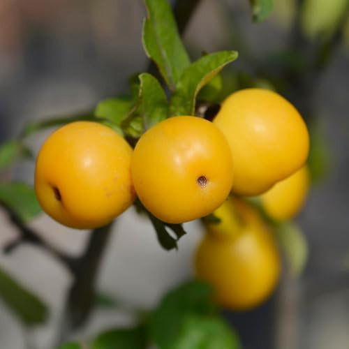 YouGarden Crab Apple 'Golden Hornet' Standard, Established Plant in 18cm Pot, 80-100cm Tall, Ready to Plant, Autumn Crops of Golden Yellow Cooking Apples