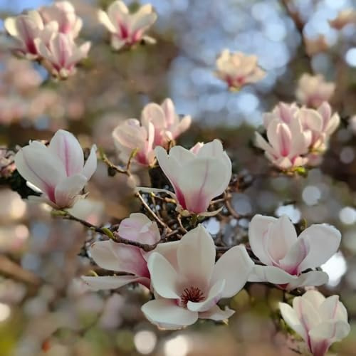 Semillas de magnolia - verdes semillas de decoración de jardín para exterior ornamental balcón decoración salón semillas organicas 100pcs