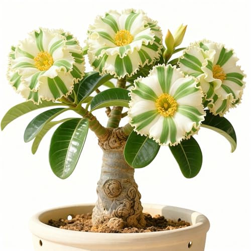 Rizoma di rosa del deserto-rosa del deserto mista, bulbi selezionati, colori rari, facili da coltivare, bassa manutenzione-1Bulbi-D
