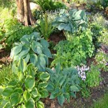 100pcs Fresh Mixed Hosta Plant Seeds