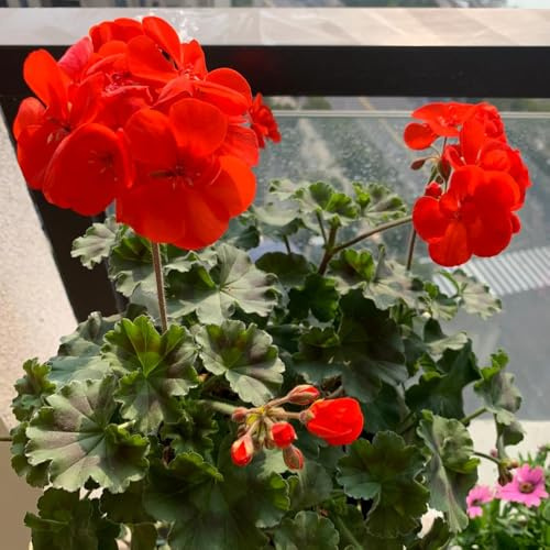 geranien, gewächshaus balkon hochbeet indoor alte sorten zimmerbonsai gartenpflanzen blumensamen mehrjährig winterhart gartendeko für draußen exotische zimmerpflanzen outdoor 300samen