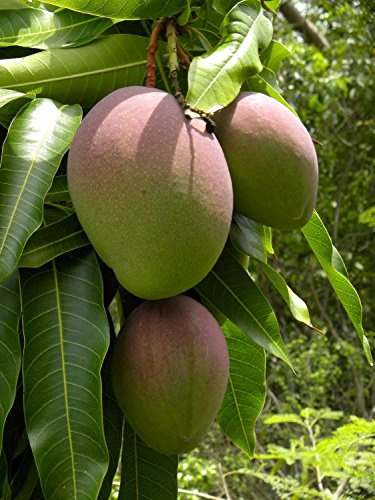 Grünblättrige Mangobäume (Mangifera Indica)