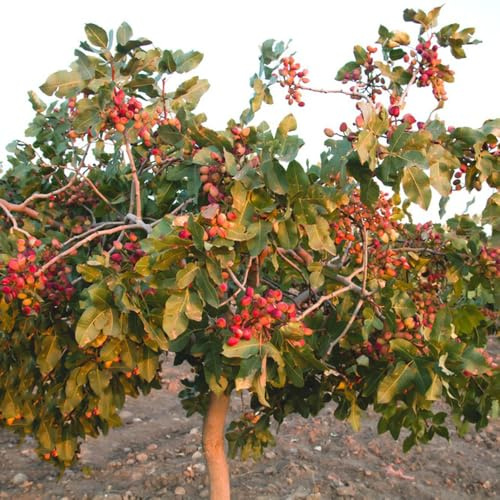 Semi di pistacchio, Le sempreverdi sono resistenti Pistacia vera, resistenti all'esterno comprare 20pcs