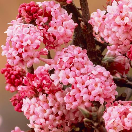 Gardeners Dream Schneeball Pflanze Viburnum Bodnantense 'Dawn' - Sträucher Winterhart Blühend - Ideal als Winterharte Pflanzen für Garten, Winterharte Kübelpflanzen & Balkonpflanzen