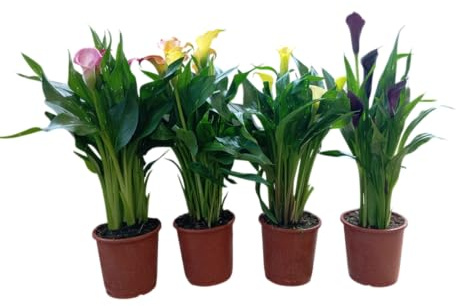 Lote de Calas Naturales – 4 Plantas en Flor para Espacios con Estilo Propio