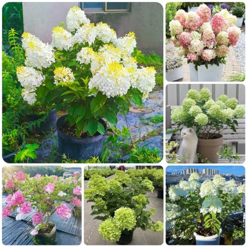 semillas de hortensia de panícula, silvestres de balcón de hortensia resistentes raras, decoración de sala de estar, 350pcs