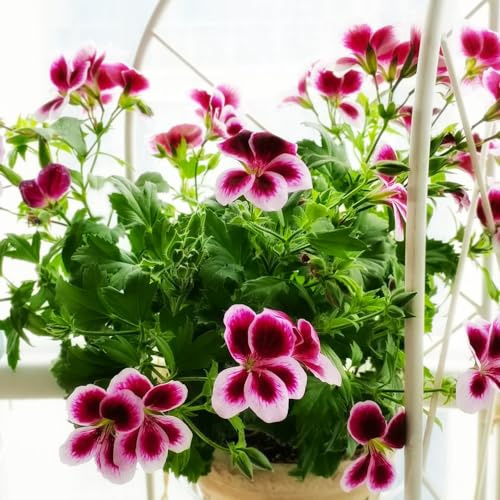 gerani semi di selvatici da ombra pelargonioto decorativo perenne da balcone insolitito sul balcone arredamento per soggiorno con letto 250semi