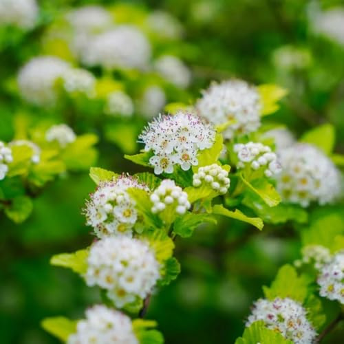 Physocarpus opulifolius - sträucher garten alte sorten balkonpflanzen sträucher winterhart immergrün balkongewächshäuser geschenke für gärtner 150Samen