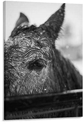 Nahaufnahmen Fotos von Pferden, Heimdekoration, Poster, Wandkunst, Hängebild, Druck, dekoratives Gemälde, 60 x 90 cm