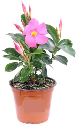 Dipladenia Rosa e Fucsia | Mandevilla Pianta Rampicante Fiorita da Esterno | Fioritura Lunga e Abituale | Ideale per Balconi, Terrazzi, Grigliati | Facile da Coltivare