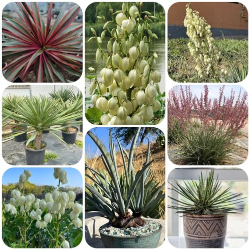 Semi di Yucca Filamentosa, semi di selvatici decorazione da giardino per esterni regali per giardinieri rare semi di farfalle esotiche 55pcs