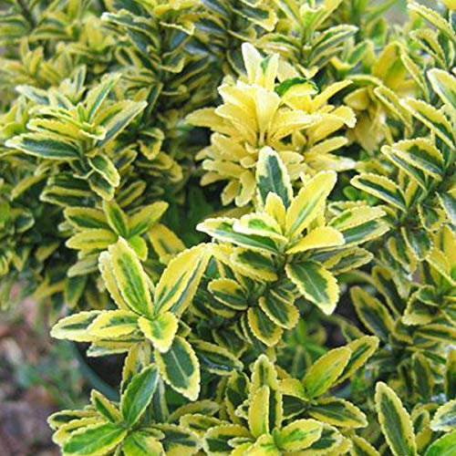 Euonymus Japonicus 'Microphyllus Aureovariegatus'- Fusain du Japon 'Microphyllus Aureovariegatus' 20-30 cm en conteneur