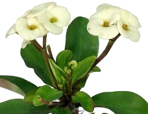 Corona de Cristo Blanca Natural Planta Suculenta y Resistente para Exterior